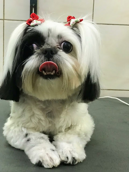 Foto 1 Clínica Veterinária Meu Pet Shop Santa Amélia - Consulta, Vacinas, Banho, Tosa, Hotelzinho, hotel para Cachorro Pampulha, Creche, Daycare, Internação