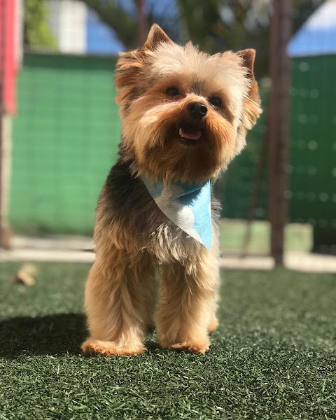 Foto 2 Clínica Veterinária Meu Pet Shop Santa Amélia - Consulta, Vacinas, Banho, Tosa, Hotelzinho, hotel para Cachorro Pampulha, Creche, Daycare, Internação