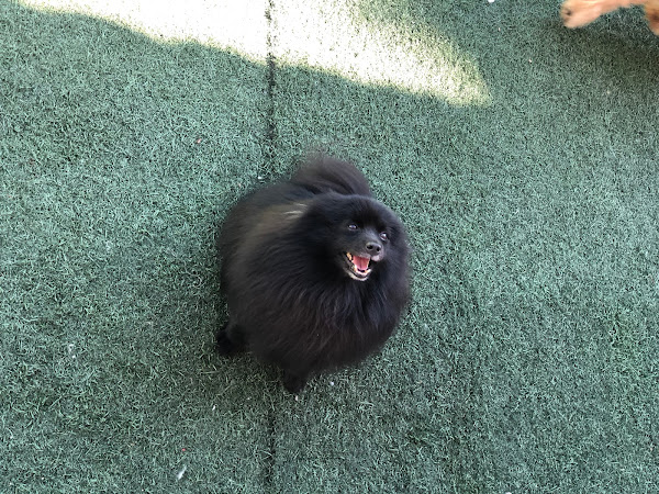 Foto 3 Clínica Veterinária Meu Pet Shop Santa Amélia - Consulta, Vacinas, Banho, Tosa, Hotelzinho, hotel para Cachorro Pampulha, Creche, Daycare, Internação