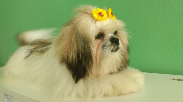 Foto 5 Clínica Veterinária Meu Pet Shop Santa Amélia - Consulta, Vacinas, Banho, Tosa, Hotelzinho, hotel para Cachorro Pampulha, Creche, Daycare, Internação