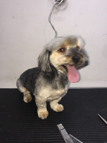 Foto 1 PIQUITITO PET SHOP