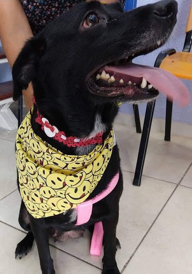 Foto 2 Patas e Bigodes