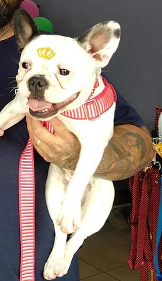 Foto 3 Patas e Bigodes