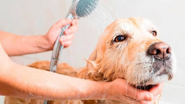 Clean Pet - Clínica Veterinária e Pet Shop