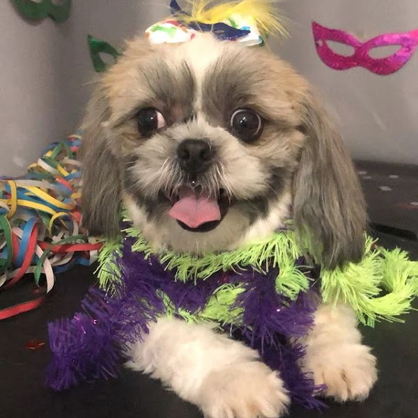 Foto 1 Clean Pet - Clínica Veterinária e Pet Shop