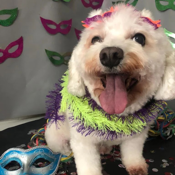 Foto 2 Clean Pet - Clínica Veterinária e Pet Shop