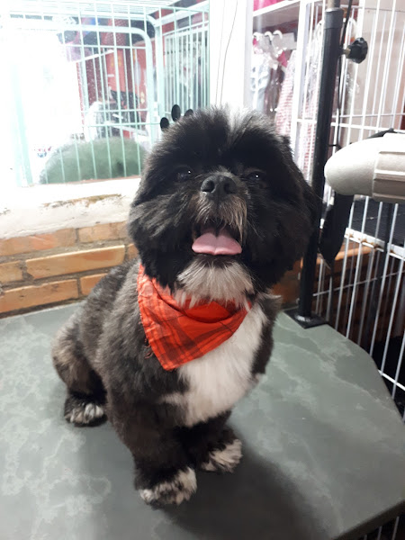 Foto 2 Pet Shop Rex Foto 2 Pet Shop Rex