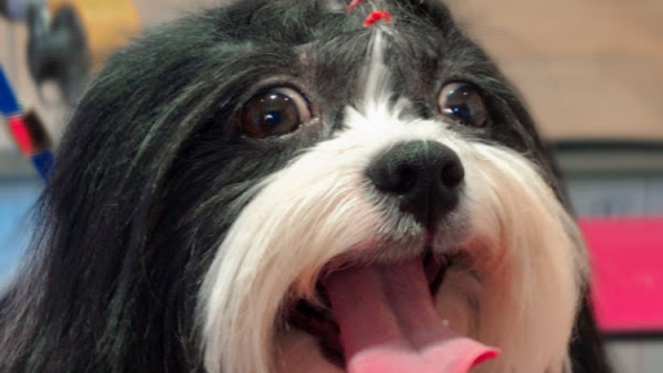 PET SHOP ENTRE PATAS