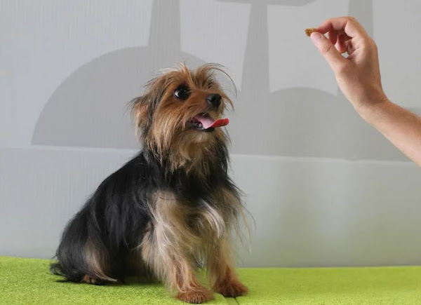 Veterinária Santa Tereza