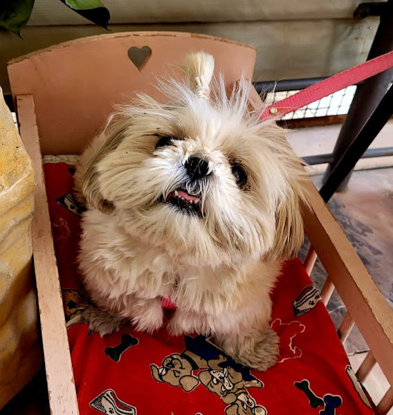 Foto 2 Veterinária Santa Tereza