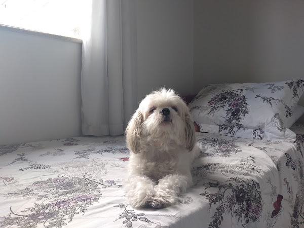 Foto 1 Clínica Veterinária VetMaster