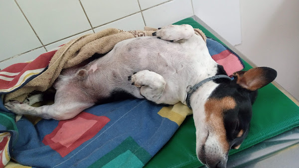 Clínica Veterinária Horto