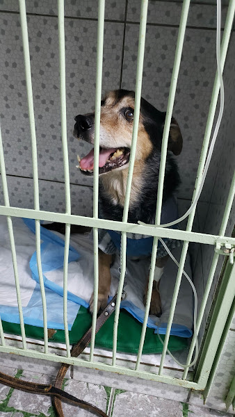 Foto 2 Clínica Veterinária Horto