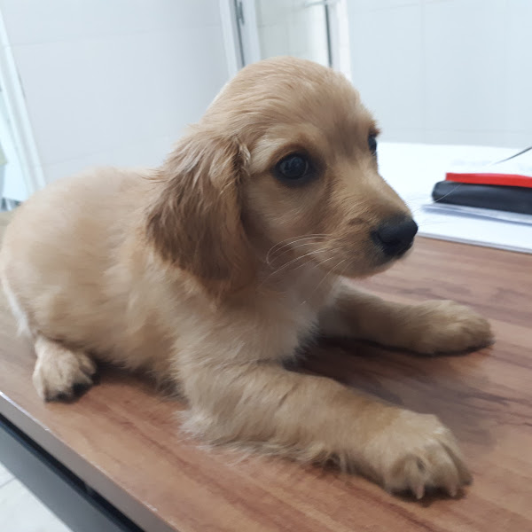 Clinica Veterinária Jaçanã