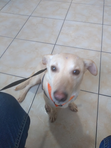 Foto 1 Clinica Veterinária Jaçanã Foto 1 Clinica Veterinária Jaçanã