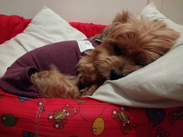 Foto 2 Clínica Veterinária Água Fria