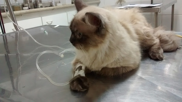 Foto 3 Clínica Veterinária Água Fria