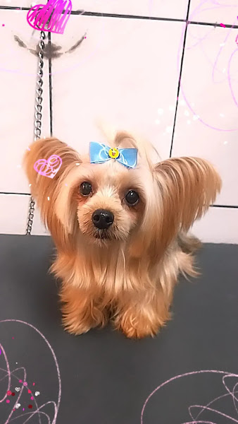 Clínica Veterinária Grajaú