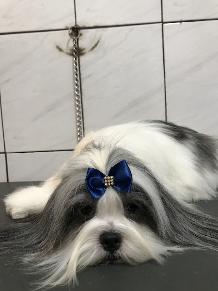 Foto 1 Clínica Veterinária Grajaú