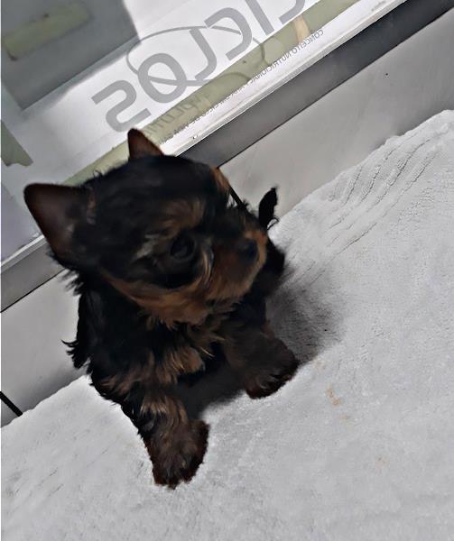 Foto 2 Clínica Veterinária Grajaú