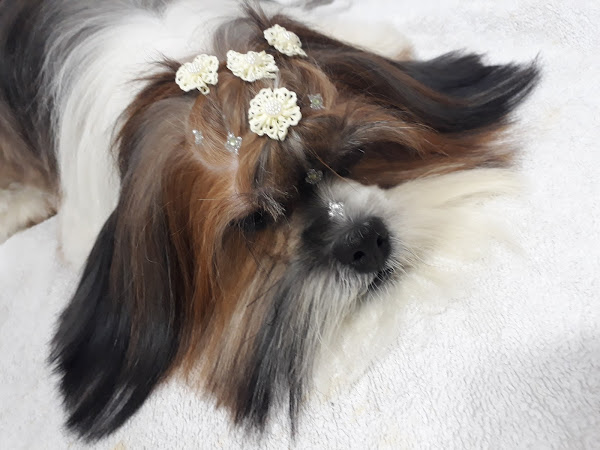 Foto 4 Clínica Veterinária Grajaú