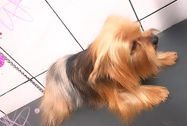 Foto 5 Clínica Veterinária Grajaú