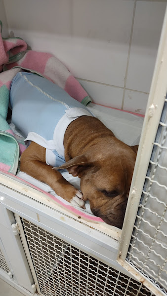 Foto 2 Clínica Veterinária - Roberto Pereira Jr