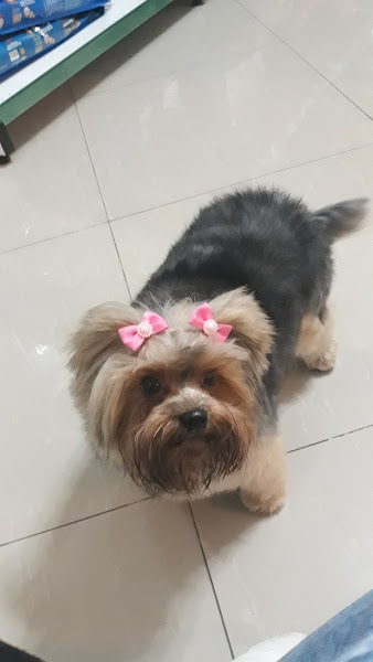 Foto 4 Clínica Veterinária - Roberto Pereira Jr