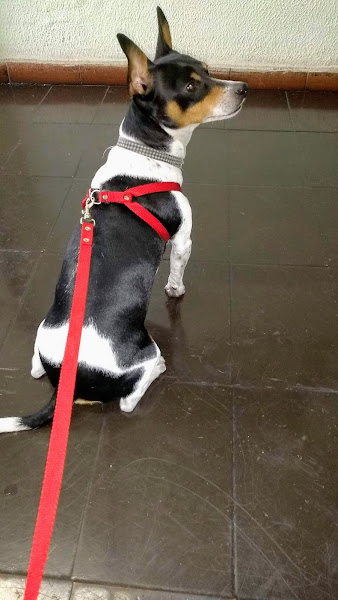 Clínica Veterinária Shimaoka Clínica Veterinária Shimaoka