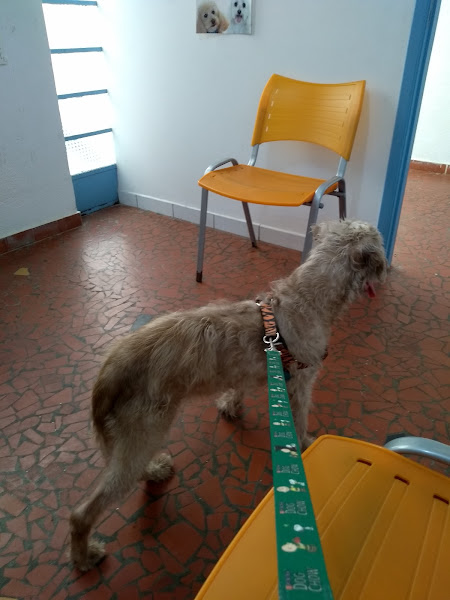 Foto 1 Clínica Veterinária Dr. Francisco De Almeida Filho