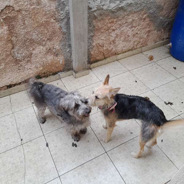 Foto 2 Clínica Veterinária Dr. Francisco De Almeida Filho