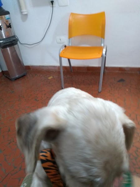 Foto 3 Clínica Veterinária Dr. Francisco De Almeida Filho