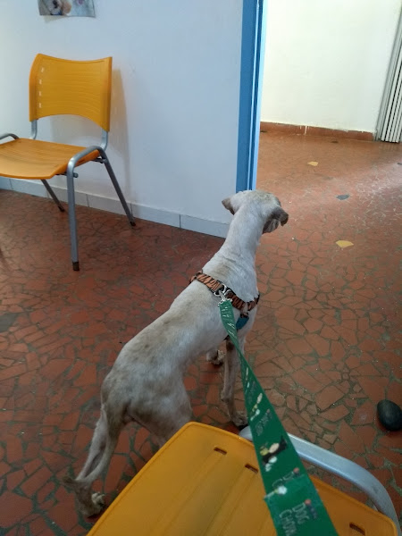 Foto 4 Clínica Veterinária Dr. Francisco De Almeida Filho