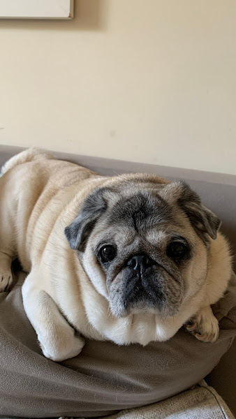 Clínica Veterinária Edu Chaves