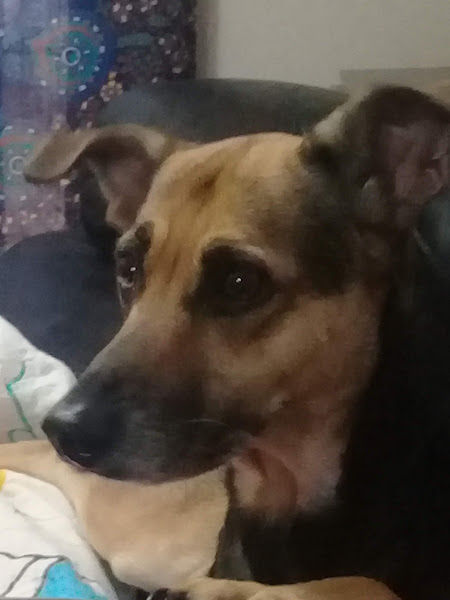 Foto 2 Clínica Veterinária Edu Chaves