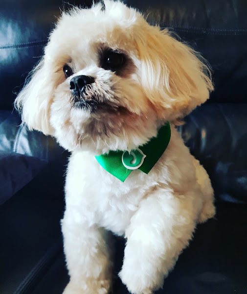 Pet Star Clinica Veterinária