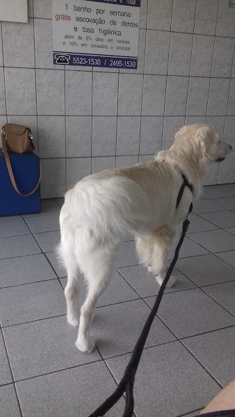 Foto 1 Pet Star Clinica Veterinária