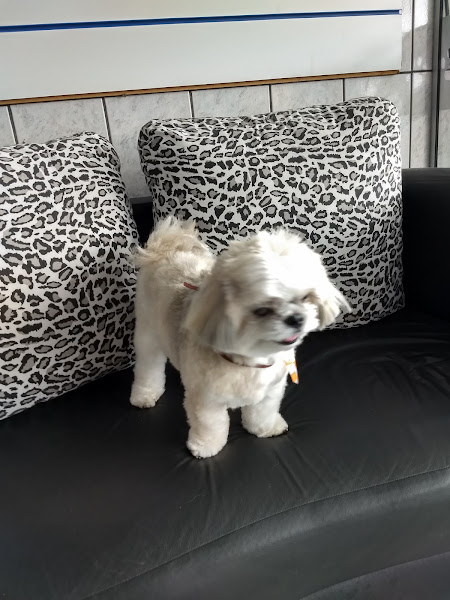 Foto 2 Pet Star Clinica Veterinária