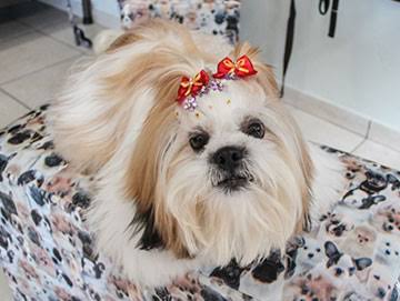 Foto 4 Pet Star Clinica Veterinária