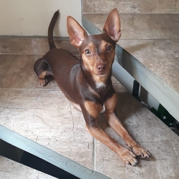 Foto 1 Clínica Veterinária Ponte Rasa