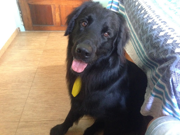 Foto 2 Clínica Veterinária Ponte Rasa