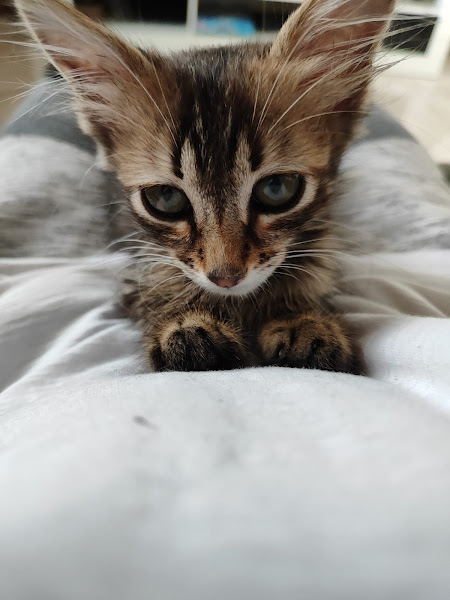 My Pets Clinica Veterinária