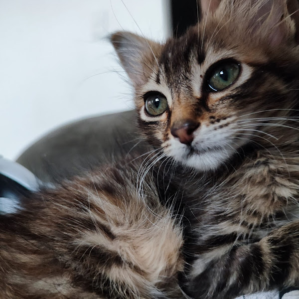 Foto 1 My Pets Clinica Veterinária