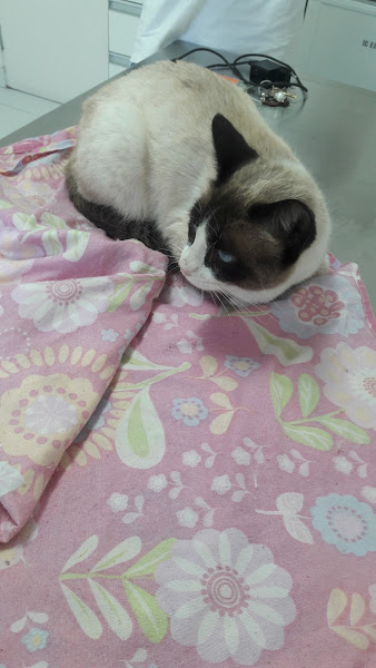 Foto 1 Clínica Veterinária Cidade Líder