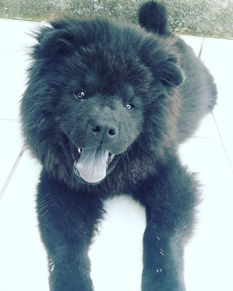 Foto 2 Clínica Veterinária Cidade Líder