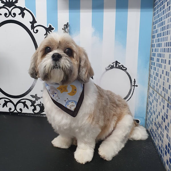 HEY BICHO - CLÍNICA VETERINÁRIA/BANHO E TOSA