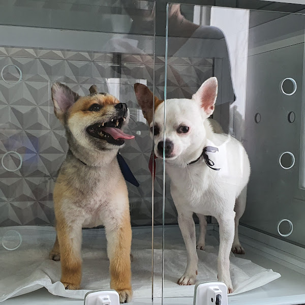 Foto 1 HEY BICHO - CLÍNICA VETERINÁRIA/BANHO E TOSA