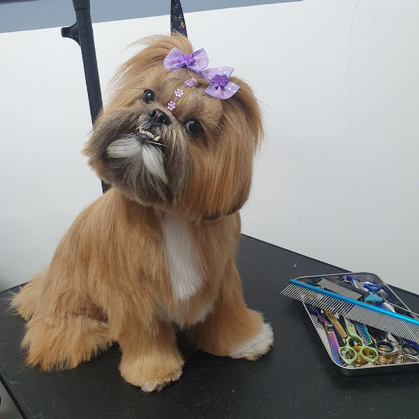 Foto 2 HEY BICHO - CLÍNICA VETERINÁRIA/BANHO E TOSA