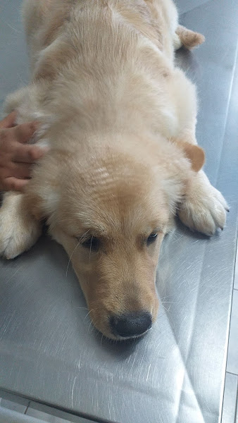 Clínica Veterinária Petshop Banho E Tosa