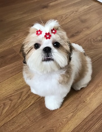 Toca dos Bichos - Clínica Veterinária